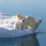 Three polar bears on the edge of a small iceberg