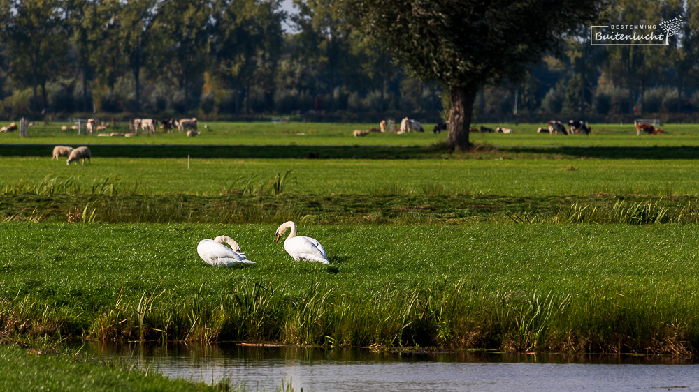 zwanen in de polder