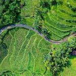 Indonesian rice fields