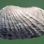 bivalves p549460