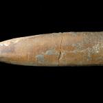 belemnite p521001