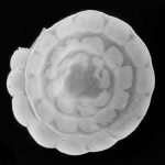 Foraminifera