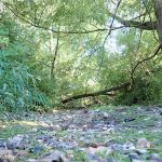 A dry riverbed made up of grey stones running through a wood