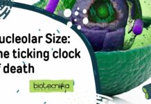 nucleolar-size-ticking-clock-death