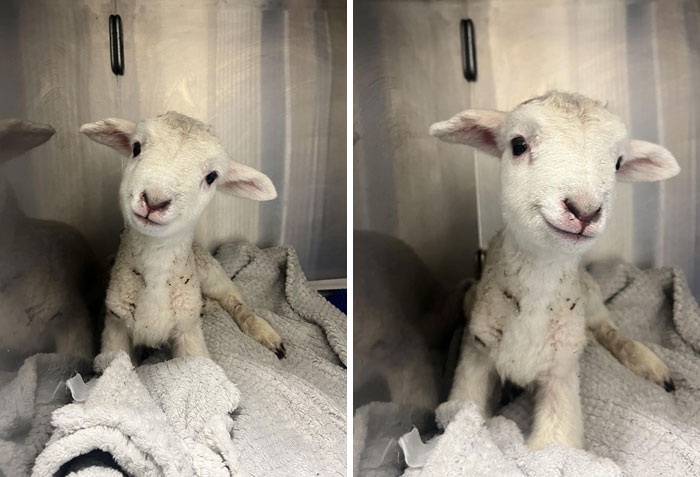My Coworker Brought Her Day-Old Lamb Into Work