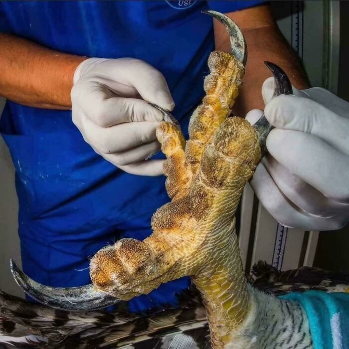 Person handling a gigantic bird claw with gloved hands, showcasing a large talon, suitable for those interested in megalo-things.