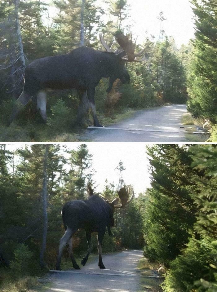 Massive moose walking on a forest path, illustrating a fear-inducing example for those with megalophobia.