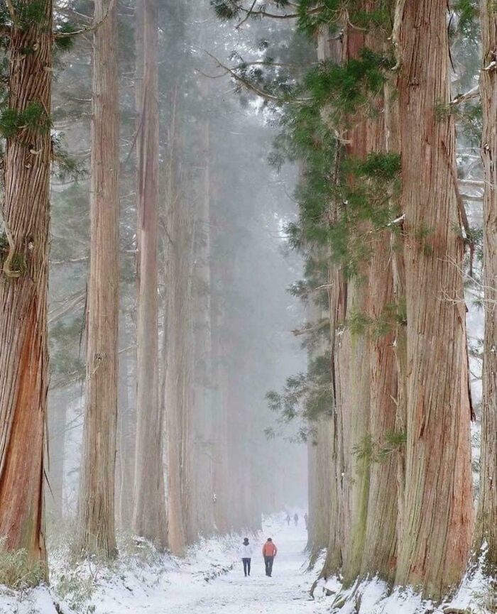 People walking among gigantic trees in a snowy forest, a striking sight for those with megalophobia.