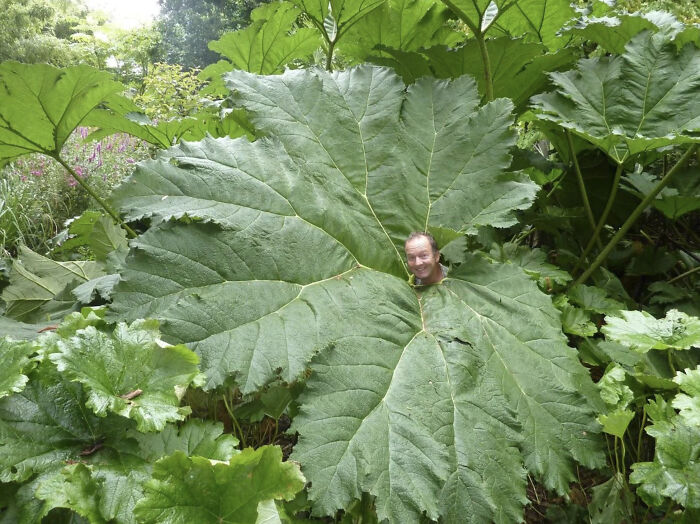 Man standing behind an enormous leaf, illustrating megalophobia triggers with gigantic foliage.