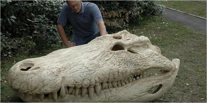 Man examining a gigantic crocodile skull on the ground, showcasing an example of megalo-phobia-inducing objects.