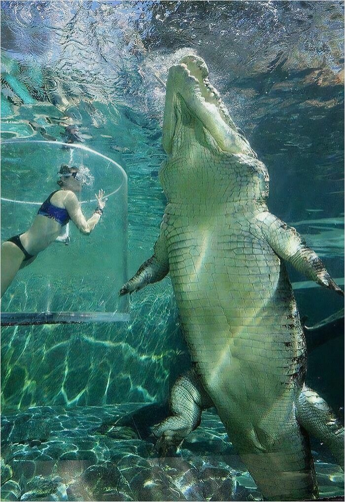 Underwater view of a gigantic crocodile near a diver in a protective cage, illustrating megalo-phobia-inducing size.