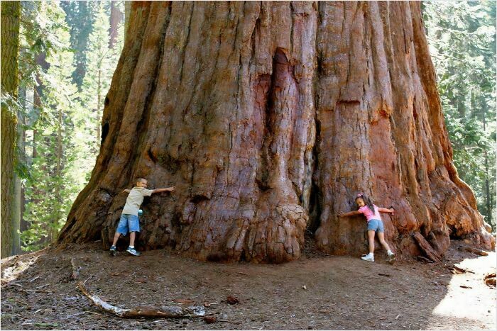 Children standing at the base of a gigantic tree, illustrating the immense size that triggers megalophobia.