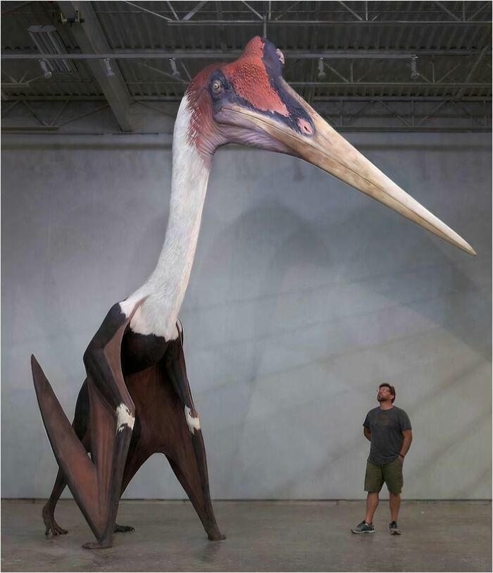 Gigantic pterosaur model towering over a person, illustrating a megaphobia-inducing scale.