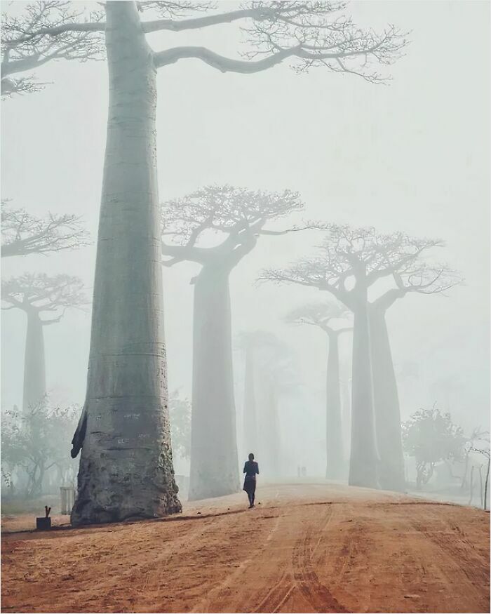 A person walking among gigantic baobab trees on a misty path, illustrating a scene of megalophobia.