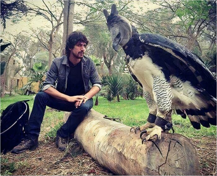 Man sitting on a log next to a gigantic harpy eagle in a forest setting, ideal for those interested in megalo-related images.