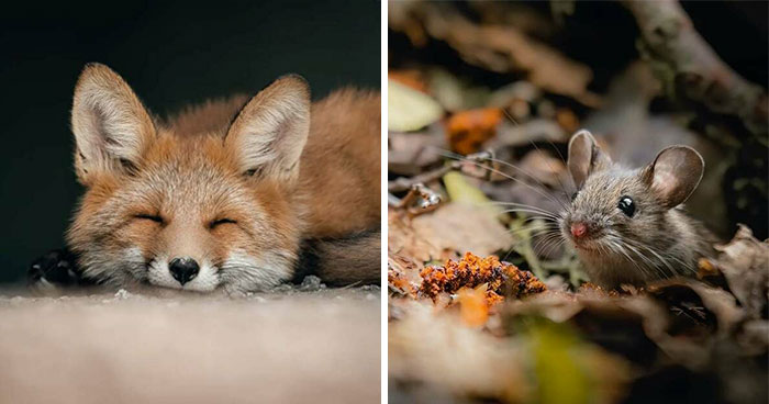 40 Close-Up Wildlife Images That Reveal Nature’s Beauty, Taken By This Finnish Photographer