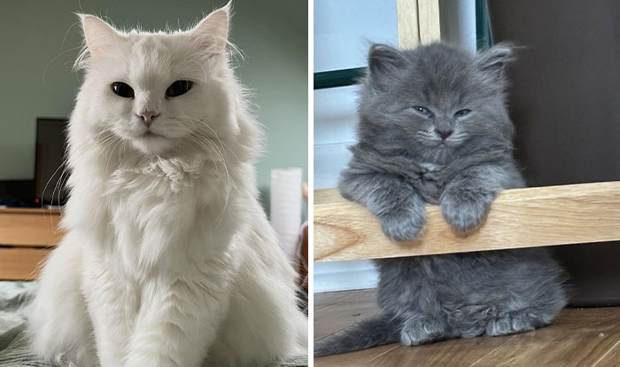 “Supermodel Cats” Is A Place Where You Can See Probably The World’s Most Photogenic Kitties (45 Pics)