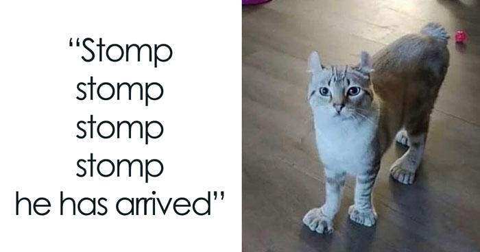 38 Funny Cat Memes For A Well-Deserved Chuckle