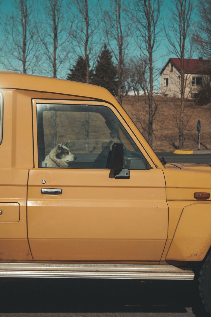 Dog sitting in a yellow car parked on a sunny day near bare trees and a house.