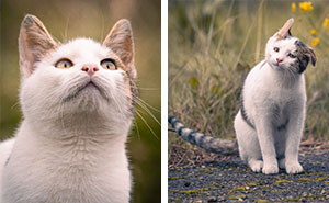 I Captured 40 Cat Portraits That Showcase The Hidden Lives Of Felines In My Neighborhood