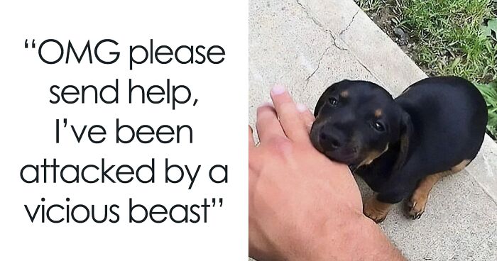 50 Adorable Memes That Prove Dogs Are From A Whole Other Planet