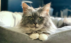 This Woman Gave A Senior Cat Who Spent 12 Years In A Rabbit Cage A Loving Home