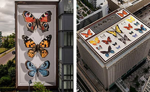 Specimen Boxes: 33 Giant Butterfly Murals Painted By This French Artist Across The World (New Pics)