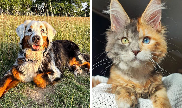 50 Of The Wildest And Cutest Genetic Mutations Ever Spotted In Pets (New Pics)