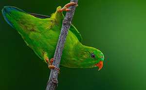 Unique Wildlife Close-UPS By Ayush Singh That Highlight Conservation Efforts (27 New Pics)