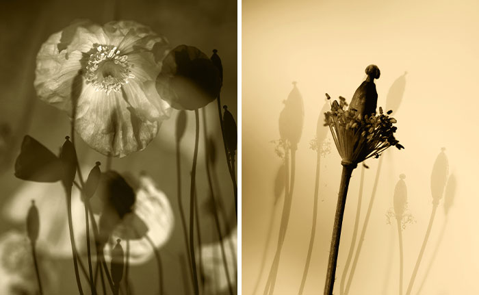 Dreamlike Photographs Of Poppies By Julie Wang (18 Pics)