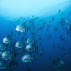 Shoal of spade fish in the Atlantic