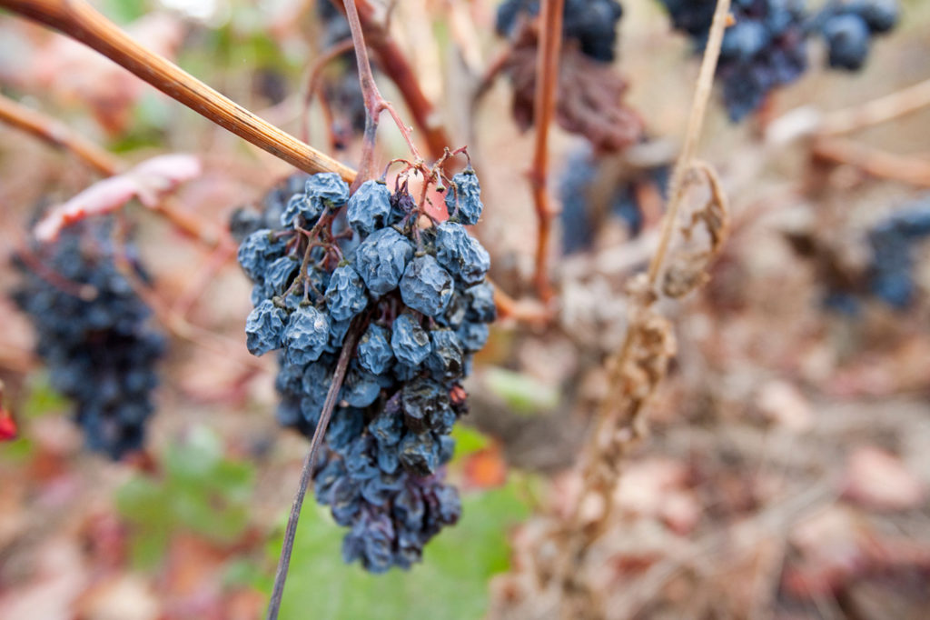 A Vineyard near Teos, Turkey with grapes that have shrivelled up in the drought like conditions, 2009. Credit: Global Warming Images / Alamy Stock Photo. BEWPHK