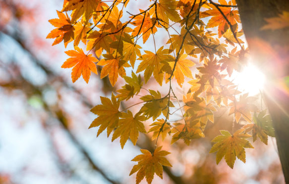 Autumn leaves. Credit: Vichaya Kiatying-Angsulee / Alamy Stock Photo. G8MN0T