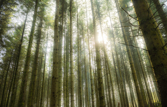 Sunlight streaming through the trees at Dinas Forest, timber plantation, Ponterwyd, Ceredigion Wales UK