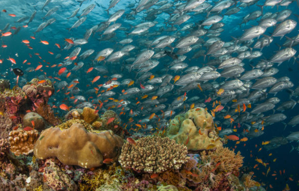 School of big-eye jacks, coral reef and orange anthias fish, Sabah, Malaysian Borneo. Credit: Christian Loader / Alamy Stock Photo