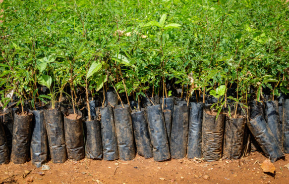 Tree planting in Uganda. Small seedlings growing in African soil with plastic protection.