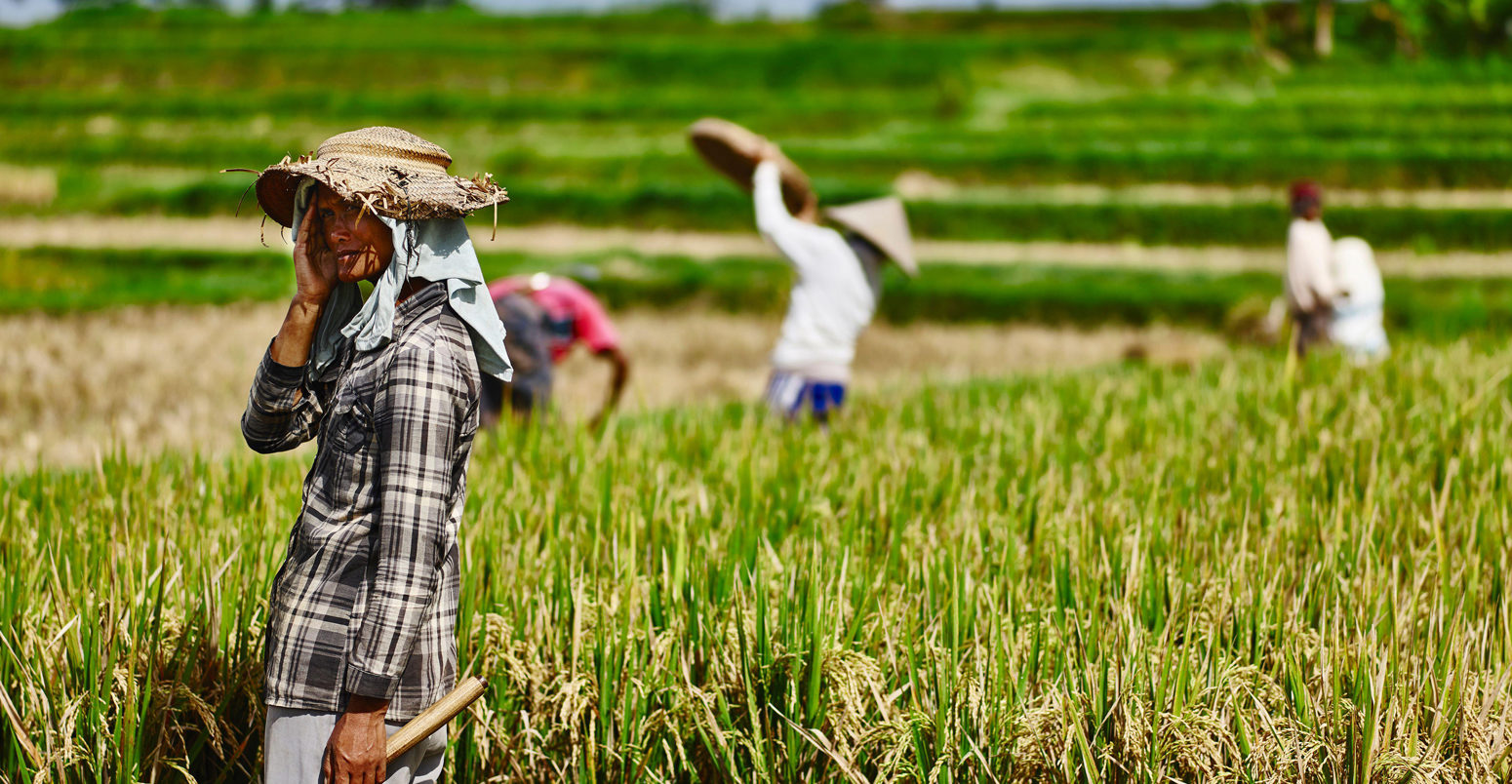 A farm worker takes a break in the heat of the morning