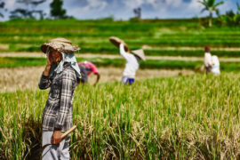 A farm worker takes a break in the heat of the morning