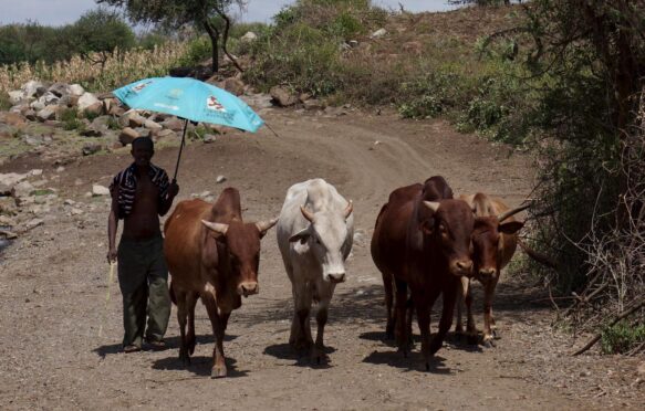 Farmer takes shade under umbrella whilst moving cattle.