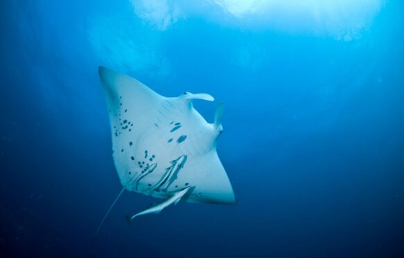 Manta ray, South Africa. Credit: Martin Strmiska / Alamy Stock Photo. Image ID: BK6NAT.