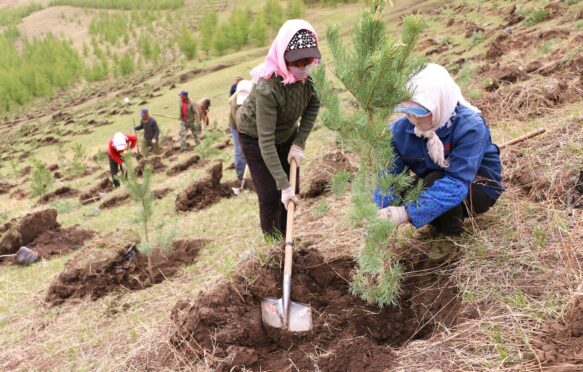 Tree planting on China's border with Mongolia.