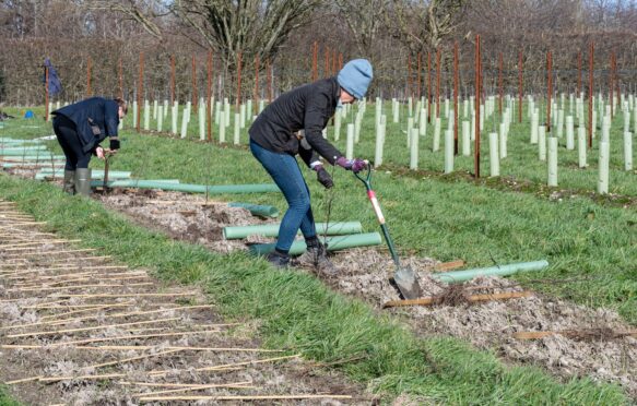 Volunteers at a tree planting event in the UK.