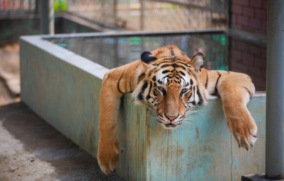 A tiger at the Chattogram Zoo in Bangladesh finds some respite from the searing heat in Bangladesh.