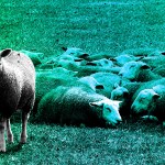 A white sheep wearing sunglasses with a group of sheep in the background that are colored by a green and blue gradient.