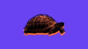 A turtle on a purple background