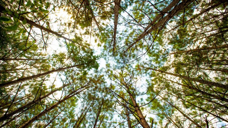 LaSalle BioEnergy catchment area working forests