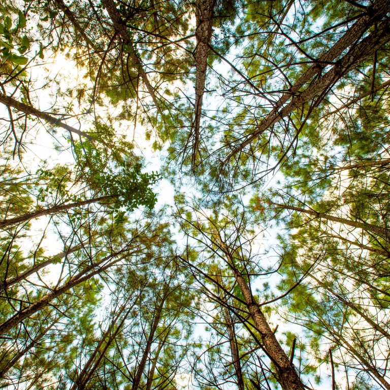 LaSalle BioEnergy catchment area working forests