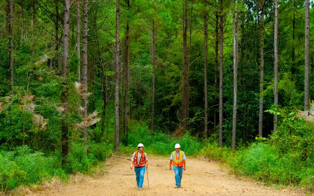 Foresters in working forest, Mississippi