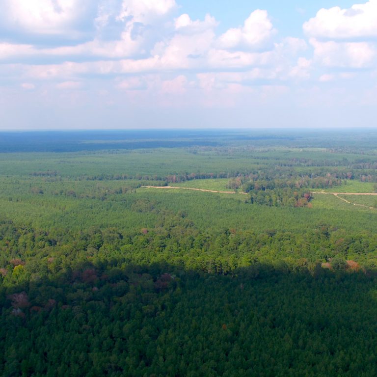 Working Forests in the US South