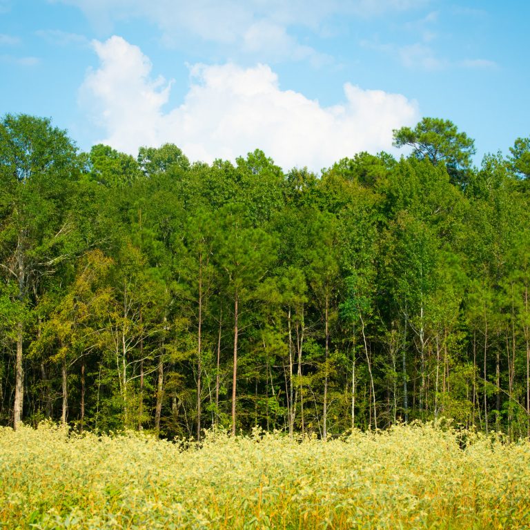 Forest in LaSalle catchment area